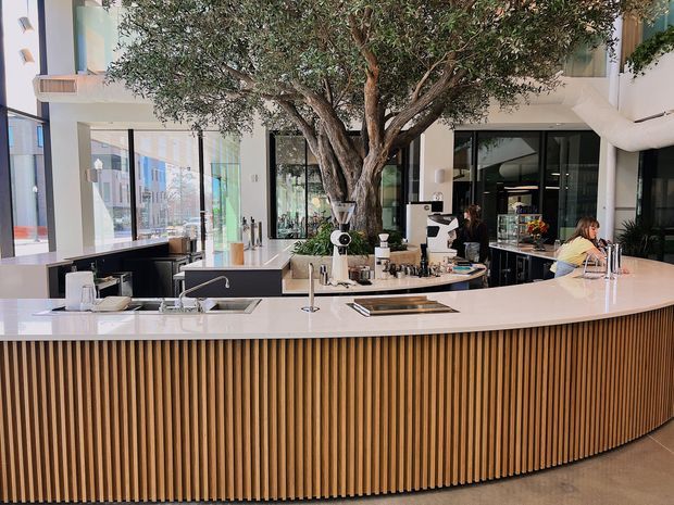 A bright contemporary café interior centred on a large curved service counter. The counter has a white stone benchtop and a vertically slatted timber-clad front, with integrated sinks, taps and coffee equipment. A mature indoor tree forms a prominent feature behind the counter, with extensive black-framed glazing, pale walls and additional café seating and service areas visible in the background.