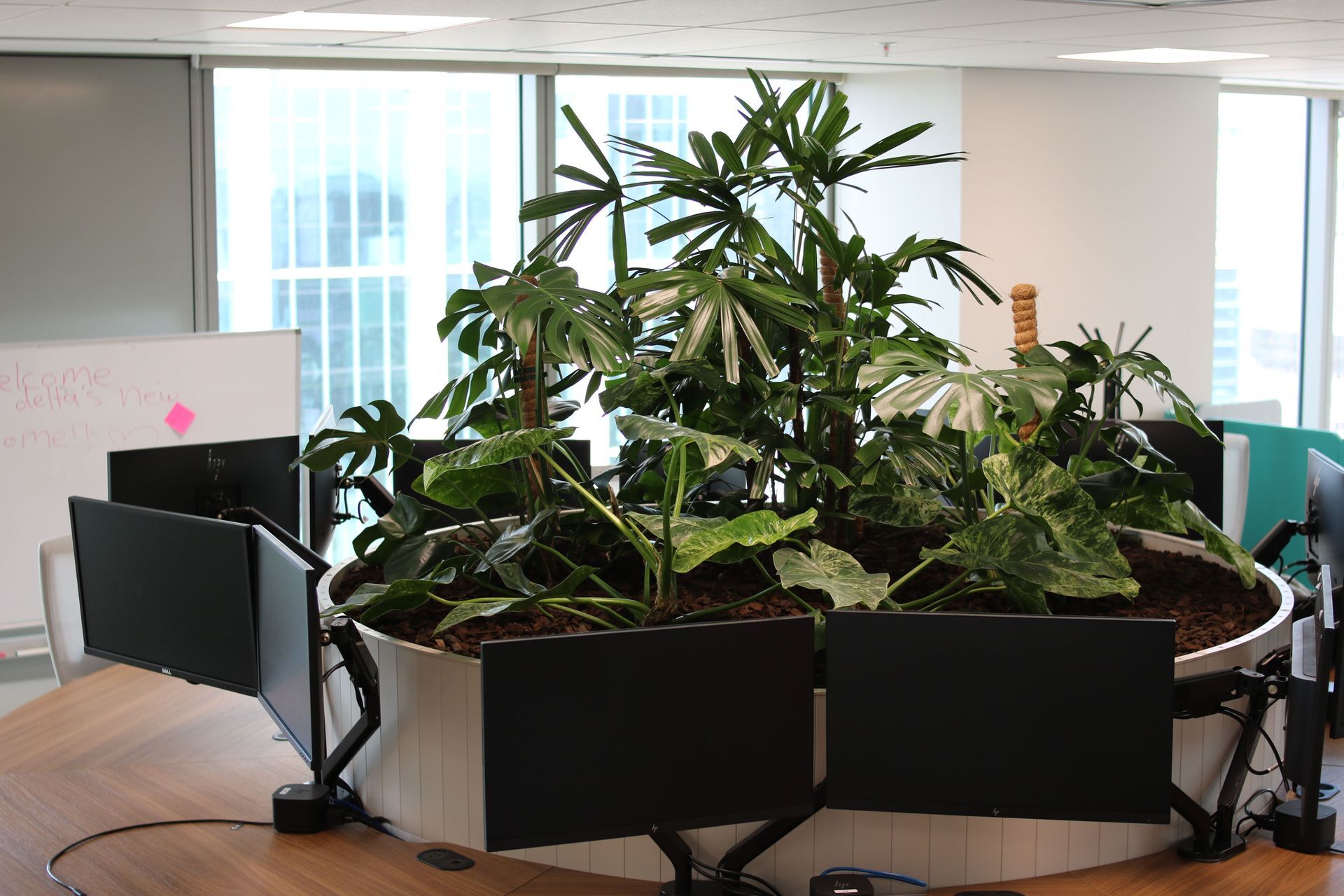 IPO-IFP-IGG-client-owned-inbuilt-desk-planter-Delta-Insurance-0226-3.JPG