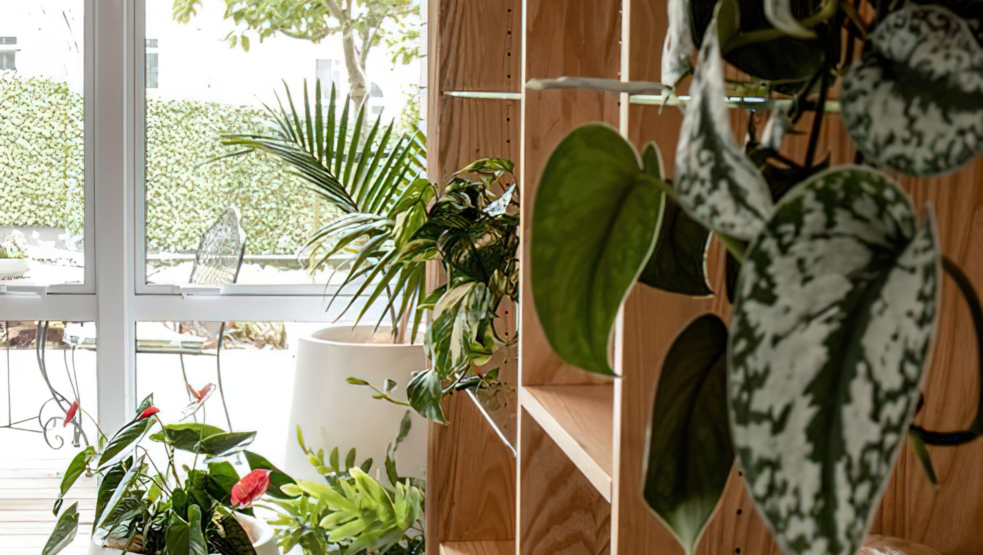 Everil Orr Indoor Plants
