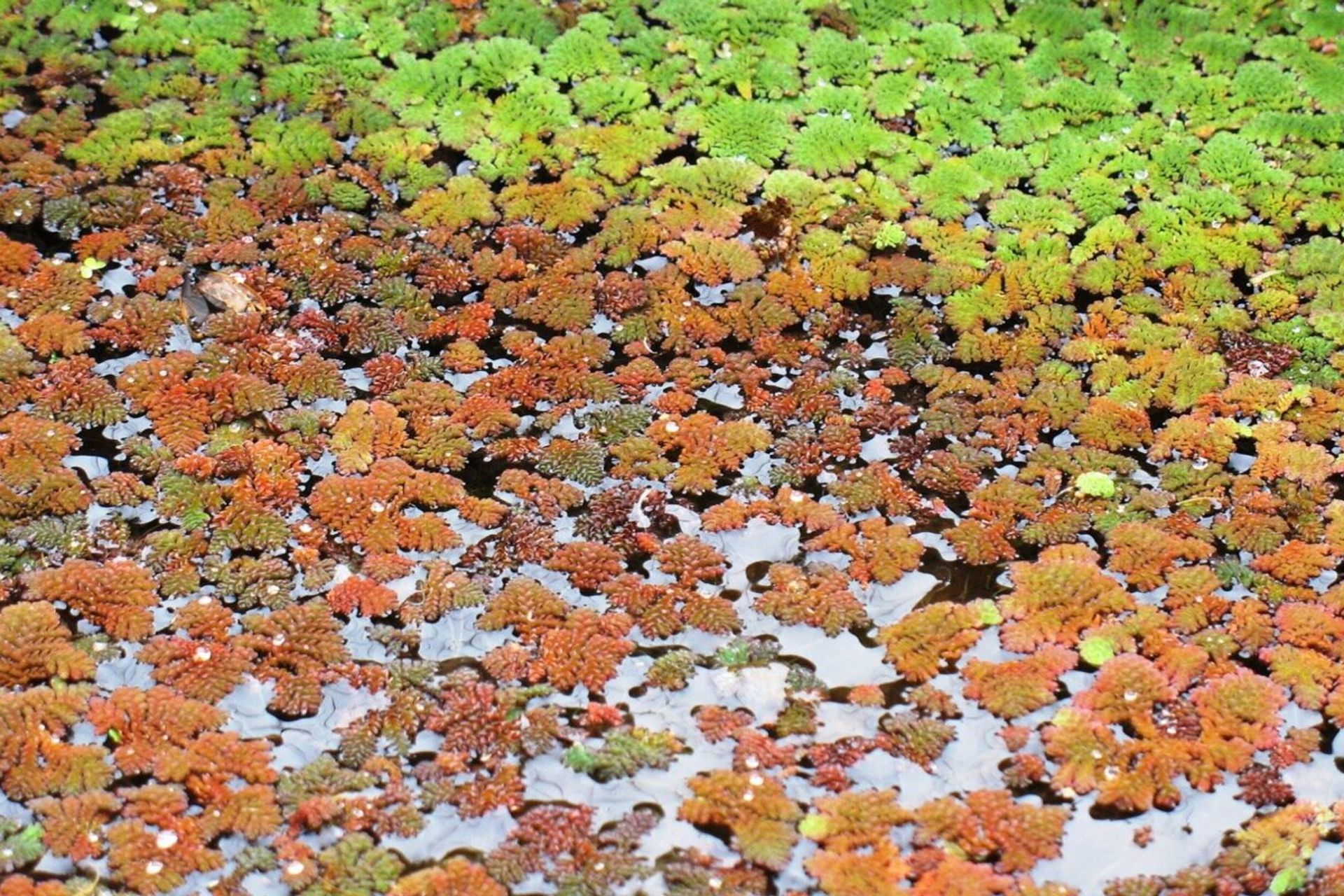 australianwaterplants.jpg