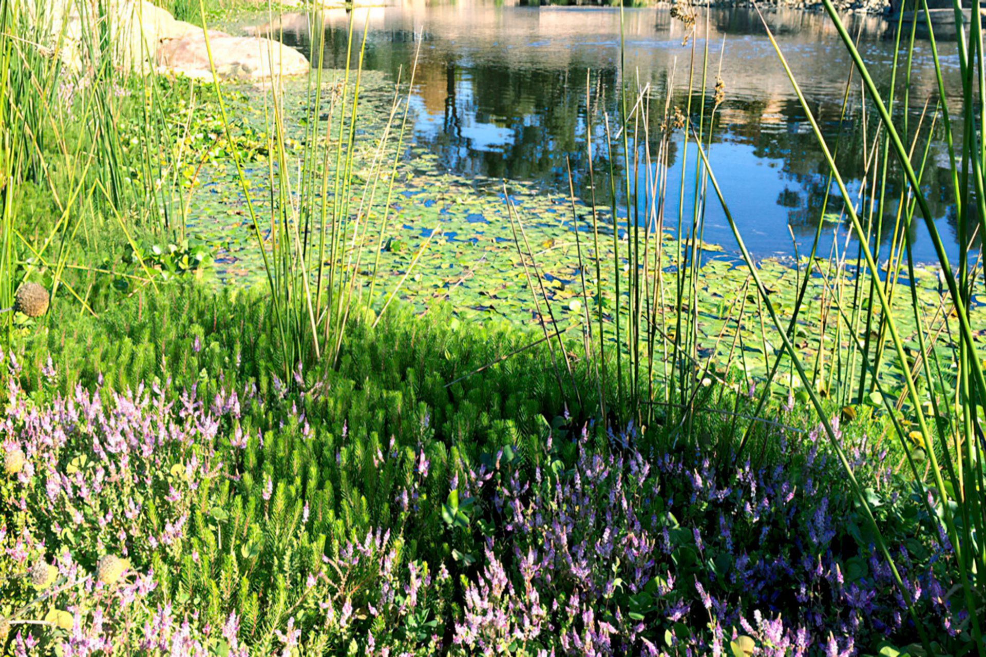 buildmestemlandscapearchitectureanddesignwetland-gigapixel-standard-width-1440px.jpg