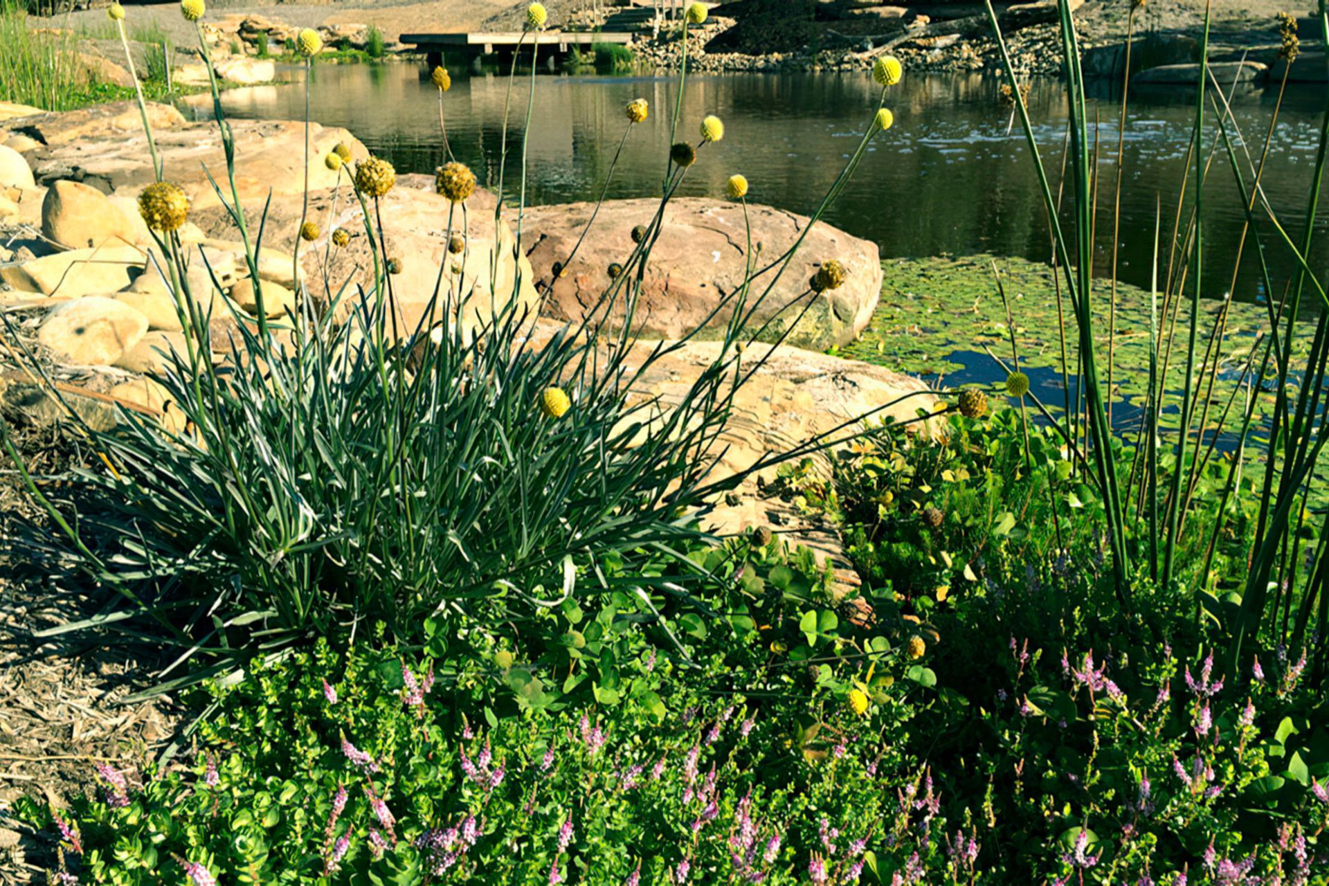 buildmestemlandscapedesign-gigapixel-standard-width-1440px.jpg