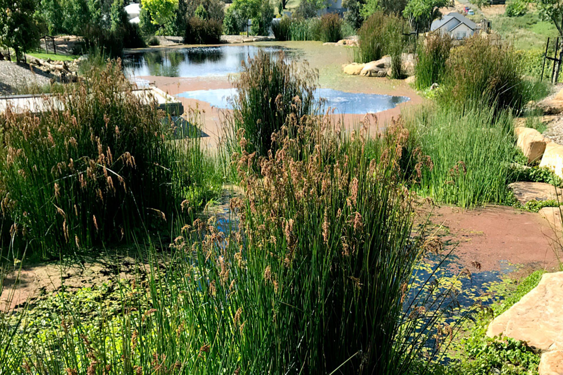 buildmestemlandscapedesignwaterhabitats-gigapixel-standard-width-1440px.jpg