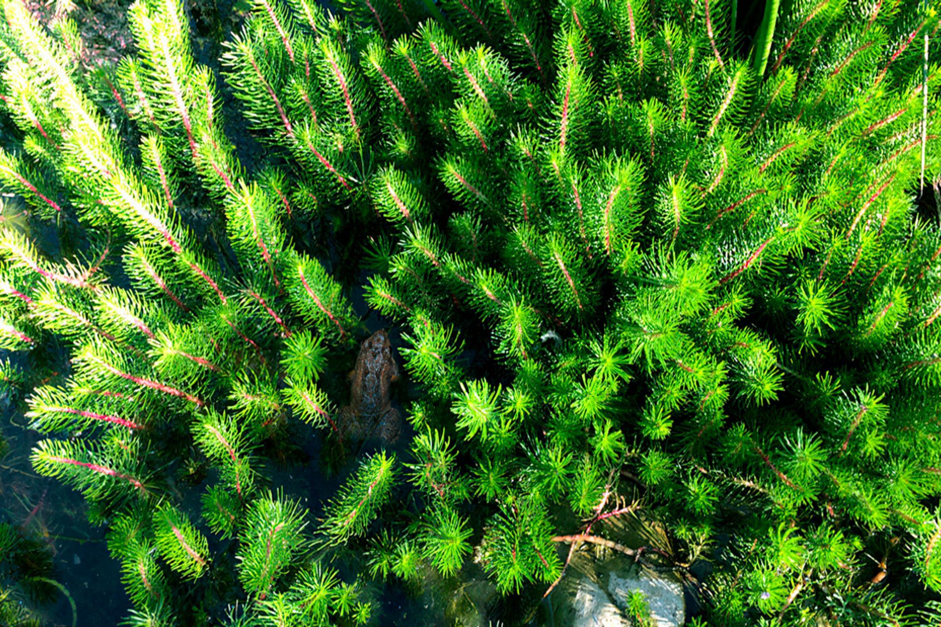 buildmewaterplantsmelbourne-gigapixel-standard-width-1440px.jpg