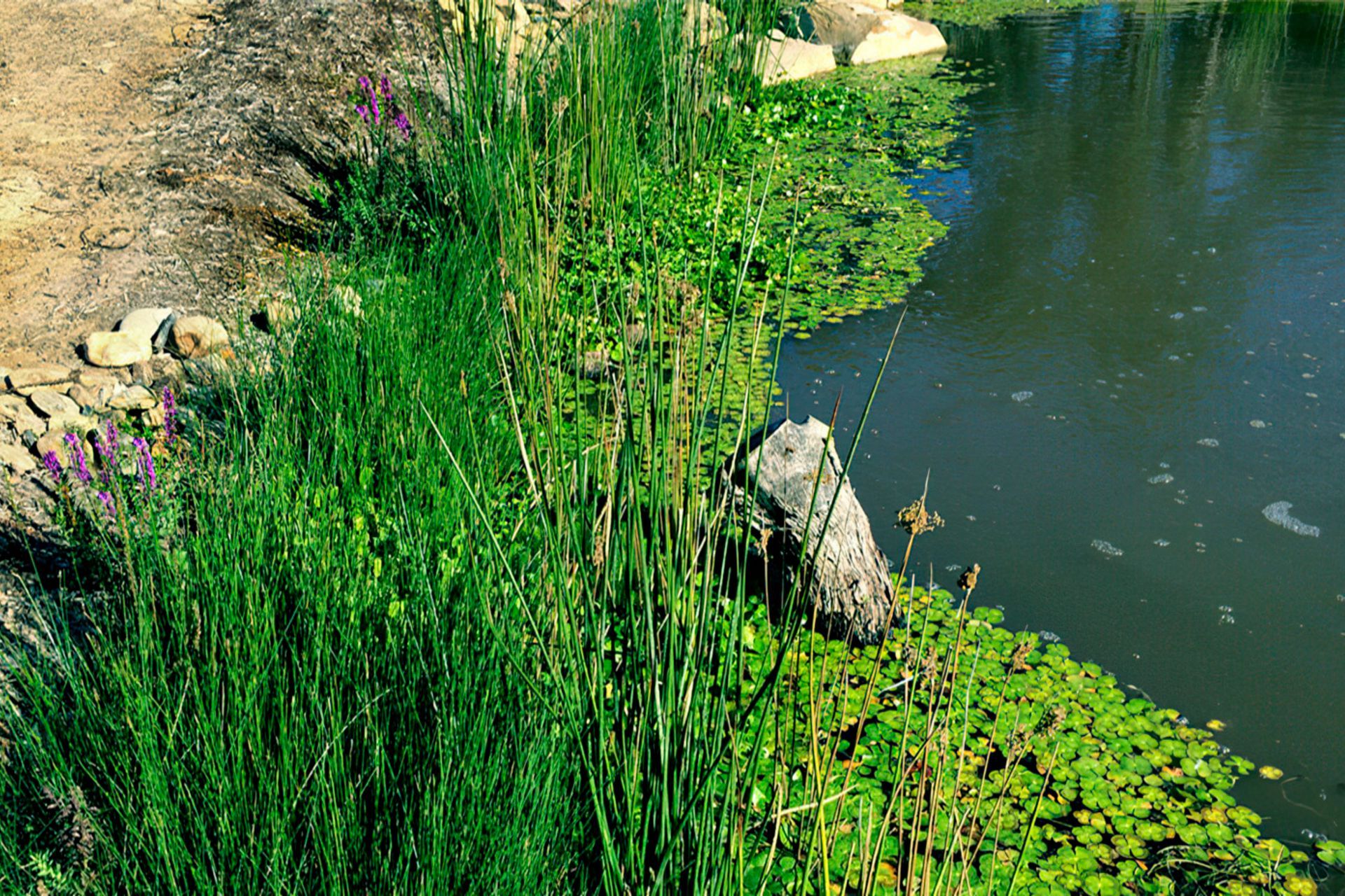 buildmewetlanddesignmelbourbe-gigapixel-standard-width-1440px.jpg