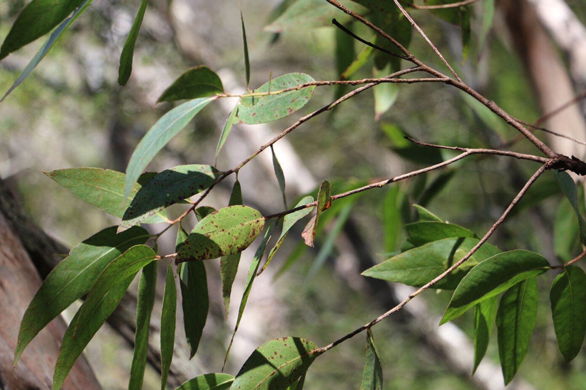 eucalypt.jpg