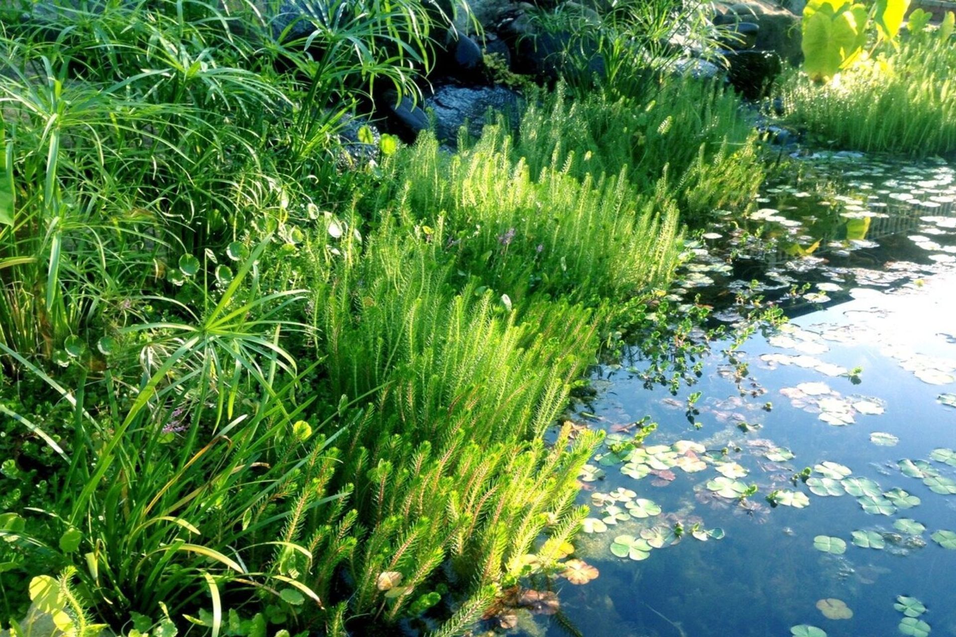 waterfeaturesmelbourne.jpg