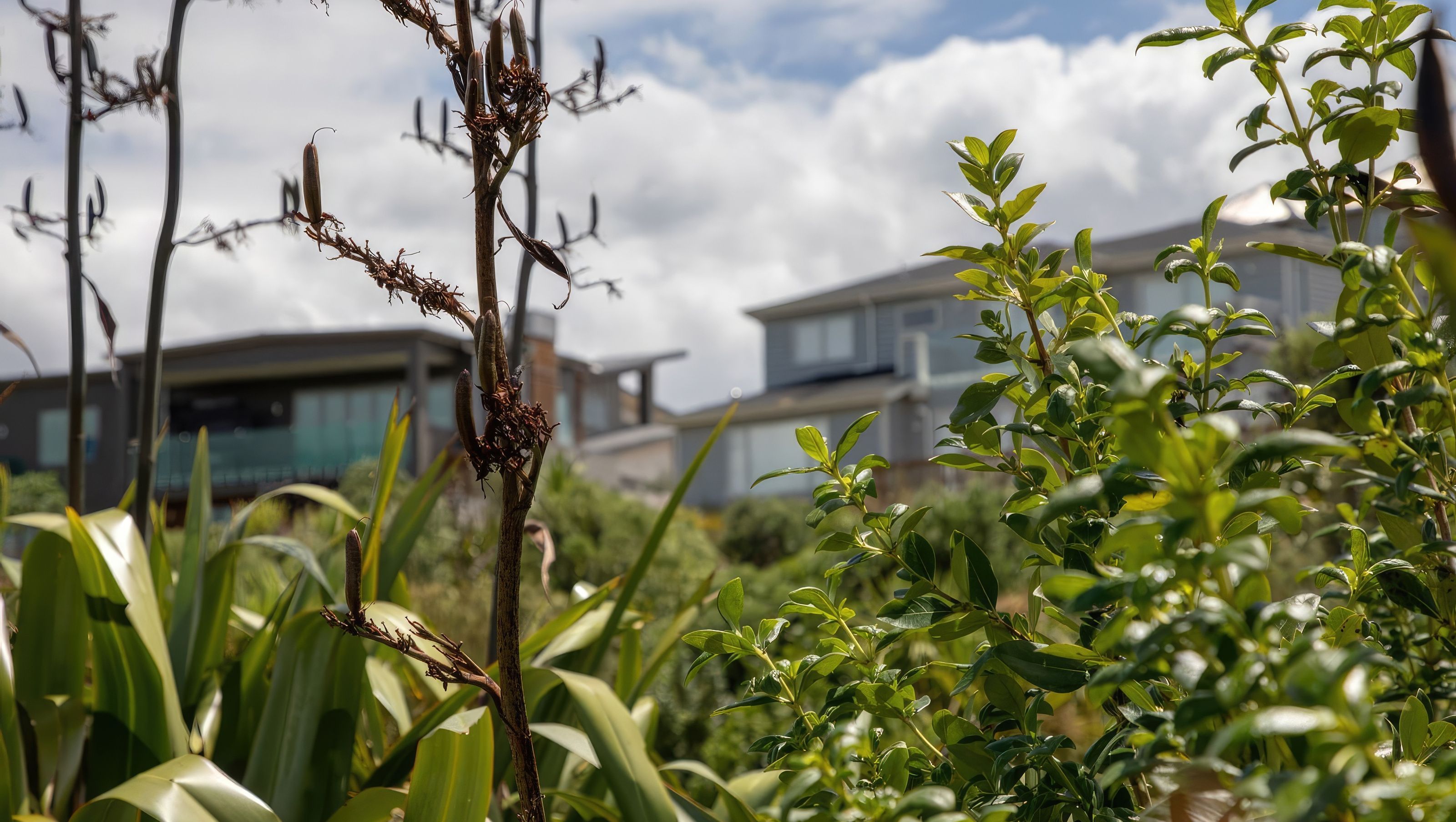 Wetland Regeneration