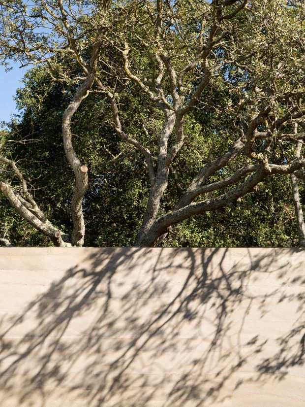 A sunlit outdoor scene featuring a smooth pale beige rendered or plastered boundary wall in the foreground, with dense mature tree branches and foliage rising behind it. Strong leafy shadows are cast across the wall, creating a natural, textural pattern. The image is a close-up architectural landscape detail with no visible building, furniture, or interior space.