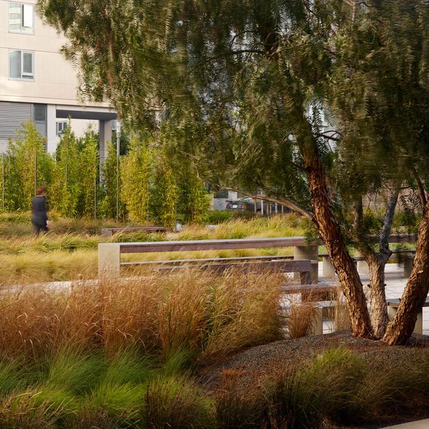 A landscaped communal outdoor space beside a contemporary multi-storey building, featuring dense ornamental grasses, slender bamboo-like planting, mature trees, gravel beds, and a timber-and-concrete bench. A pedestrian walkway and building entrance are visible in the background.
