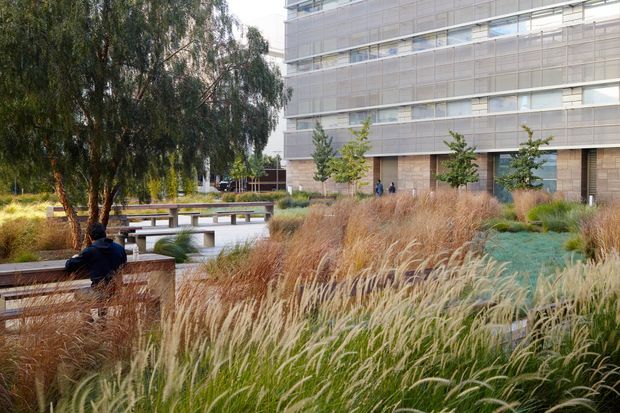 A landscaped urban courtyard beside a contemporary multi-storey building. Dense ornamental grasses, shrubs, and mature trees surround paved paths, timber and concrete seating, and low brick planters. The building has a layered metal or glass-screen facade above a masonry base, creating a calm, natural outdoor amenity space.