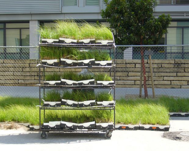 A wheeled multi-tier metal rack holding rows of planted grass modules, positioned outdoors beside a modern building. Additional modular planted sections sit on the ground, suggesting a green-wall or landscape installation system. The building behind has horizontal cladding, glazing, and a low masonry retaining wall.