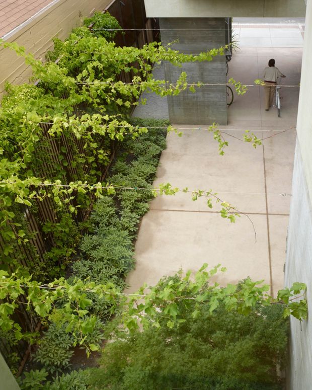 An elevated view into a narrow landscaped courtyard or passageway. Dense green planting climbs along a dark timber or slatted fence on the left, with a pale concrete pathway leading toward a partially enclosed entry area. A bicycle and person are visible at the far end, while a concrete or rendered wall forms the right boundary. The space has a lush, organic character and appears to connect building areas through a planted outdoor corridor.