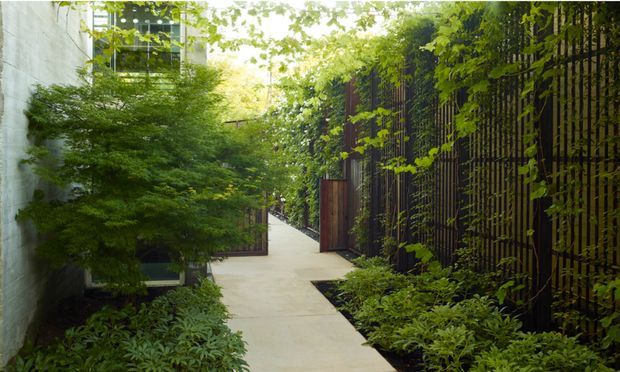 A narrow landscaped passageway between modern building walls, featuring a smooth pale concrete walkway, dense layered planting, a tall dark vertical slatted screen or fence, and a timber gate. The scene has a secluded, lush courtyard character with filtered natural light.