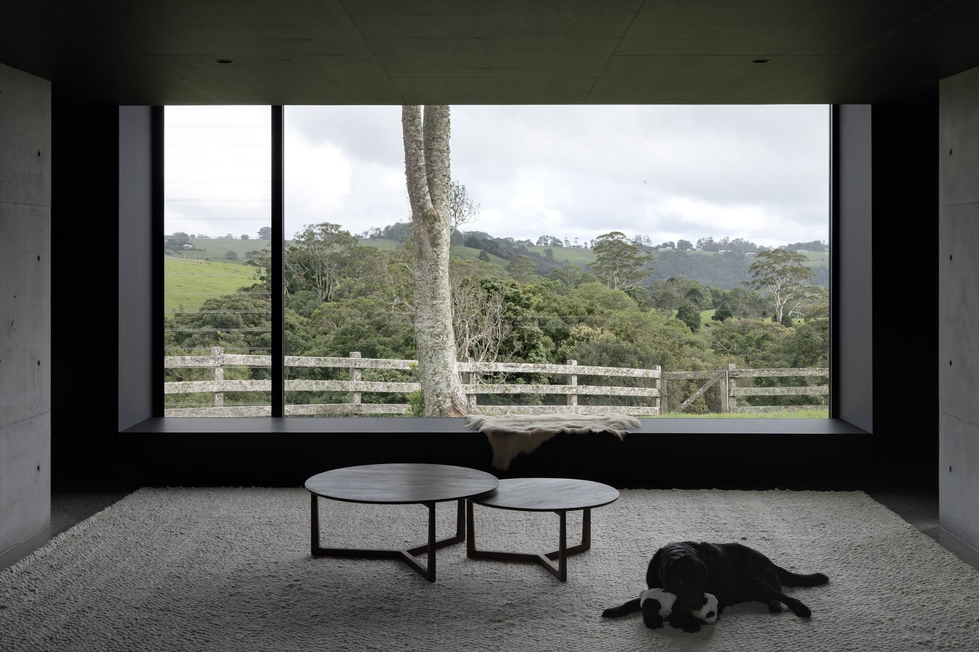 The Farm - Living Room. Picture window framing a gum tree, with a dog resting by the coffee tables.