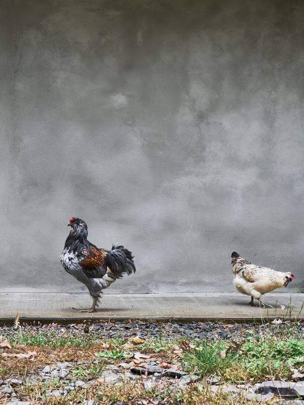 Photograph of two chickens walking beside a textured grey rendered wall, with a narrow concrete edge and a rough grassy, rocky foreground. The image is primarily an outdoor garden or yard scene with a muted, rustic atmosphere.
