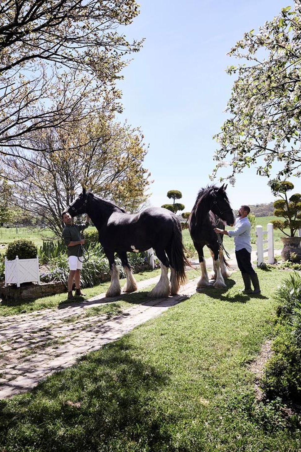 Beautiful resident shire horses, Ebony and Brave