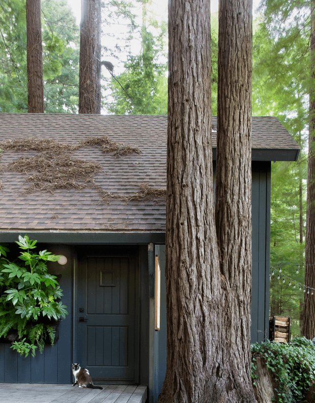 A dark, compact woodland dwelling partially concealed among tall mature trees. The facade features deep blue-grey vertical cladding, a matching paneled entry door, and a low-pitched shingle roof with accumulated natural debris. A paved entry platform, lush planting, string lights, and a small cat contribute to the secluded forest setting.