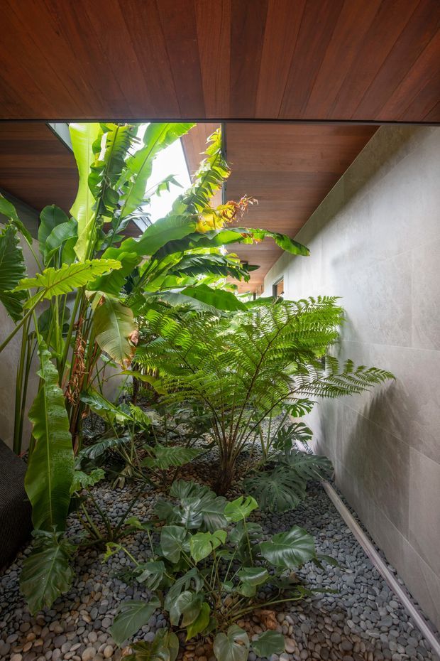 A narrow, lush internal courtyard or planted lightwell with tropical foliage, ferns, and broad-leaf plants growing over a bed of rounded dark river stones. A warm timber-lined ceiling and a pale textured tiled wall frame the garden, with daylight entering from above and through the open end. The composition feels like a sheltered indoor-outdoor transitional space with strong biophilic design.