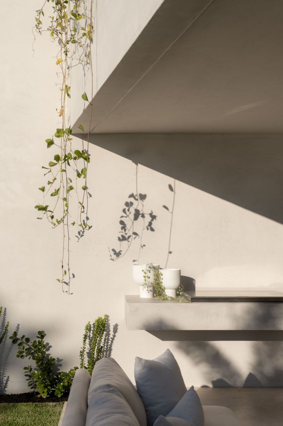 Warrego - Garden. Trailing vines over the white rendered wall.