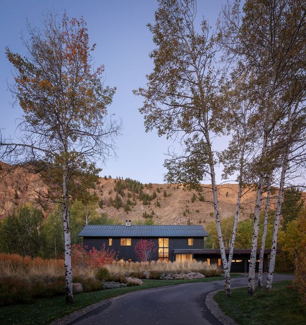 A modern single-storey dark-clad house sits at the end of a curving driveway, framed by slender birch trees and landscaped grasses. The home has a simple low-pitched metal roof, large warm-lit windows, and a rugged wooded hillside setting behind it.