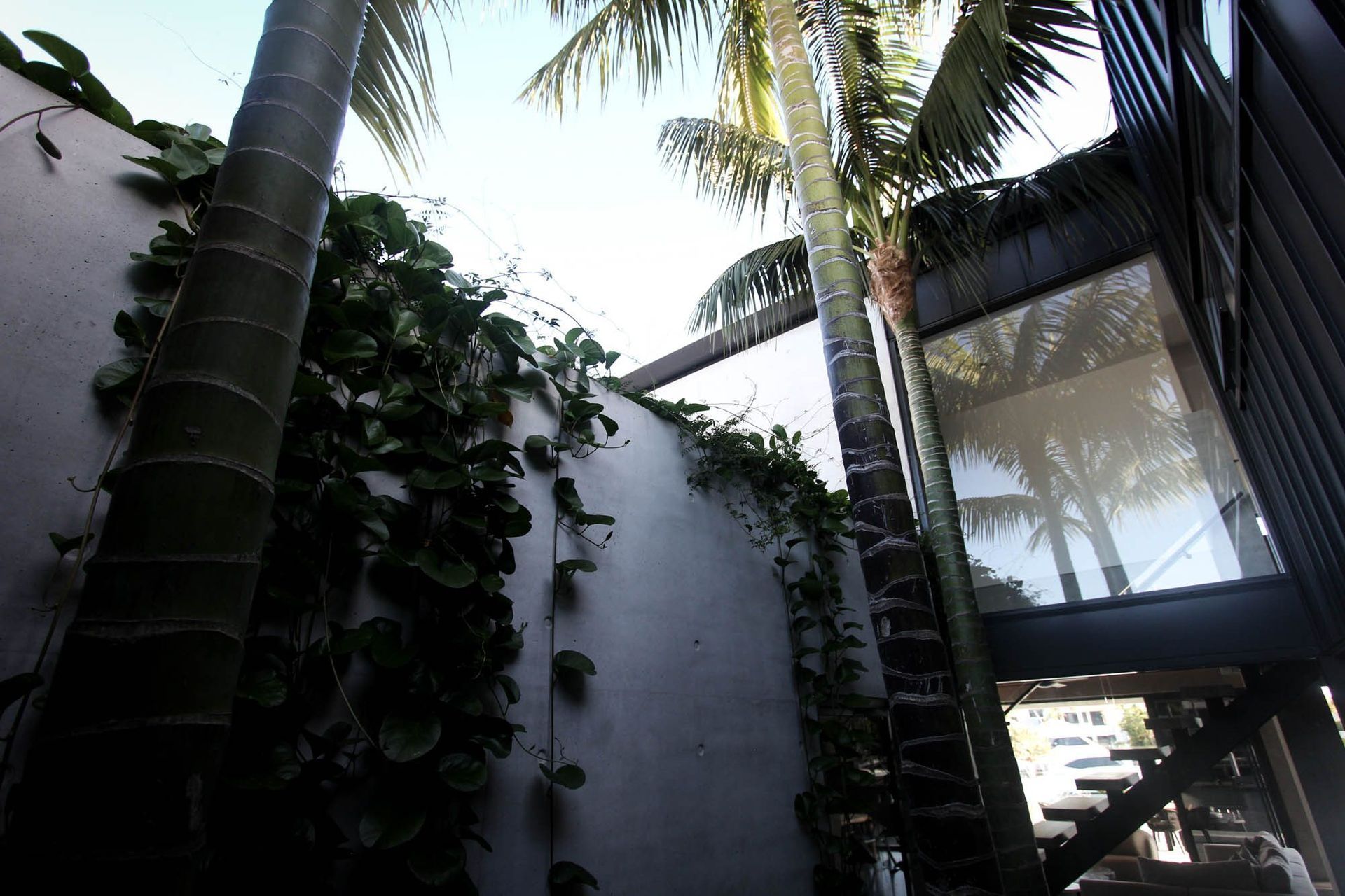 M Residence - Garden. Palms and climbing vines rising past the concrete walls.