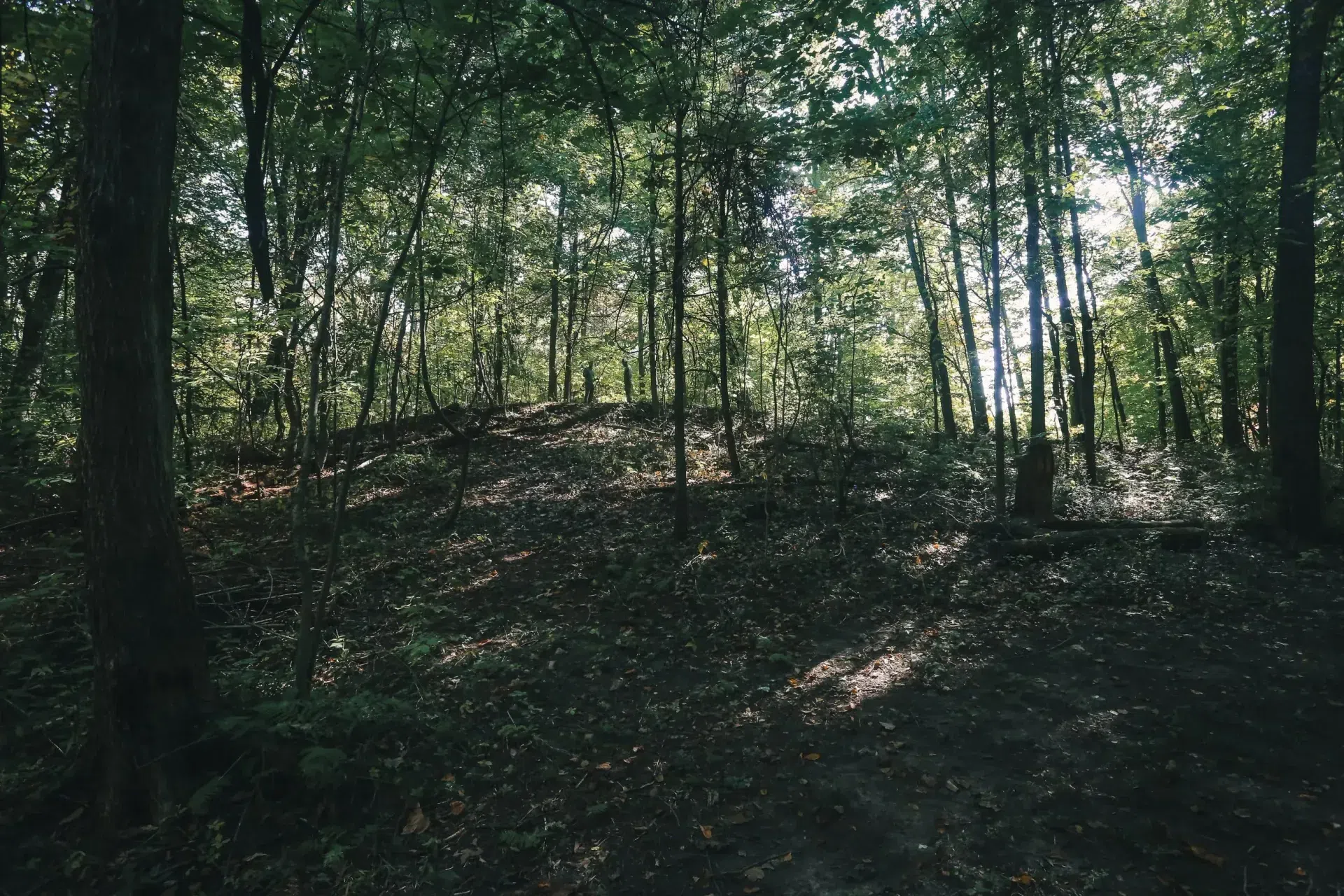 SITEIMAGE1.webp