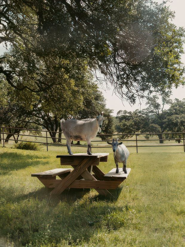 A sunlit rural outdoor scene with two goats standing on a weathered wooden picnic table in a grassy paddock. Mature spreading trees, a simple metal fence, and open pasture form the background.