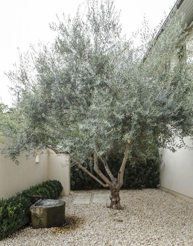 A compact enclosed courtyard garden dominated by a mature olive tree with multiple pale trunks and silvery foliage. The courtyard has light rendered walls, a pebble-covered ground plane, stepping stones, clipped shrubs, and a rough stone water feature or basin in the foreground. A building eave is visible at the upper right. The overall composition is calm, minimalist, and Mediterranean-inspired.