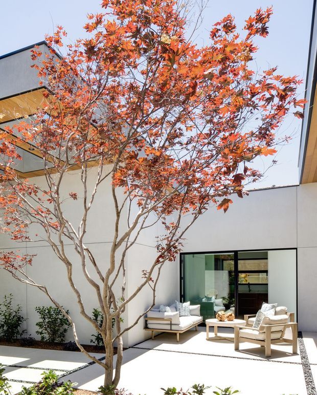 A bright, minimalist courtyard enclosed by smooth light-coloured walls, with a mature red-leaf tree at the centre and built-in planting along the edges. The courtyard includes a small outdoor seating arrangement with upholstered lounge chairs and a low table, plus large black-framed glazing opening into the interior. Clean roof overhangs and strong geometric lines create a contemporary architectural composition.