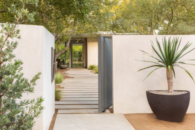 A landscaped residential entrance viewed from outside, with pale rendered privacy walls framing a timber boardwalk and open dark metal gate. The path leads through a sheltered entry toward glazing and a garden beyond, surrounded by mature trees and ornamental planting. A large potted yucca-like plant sits beside the wall, creating a calm, contemporary courtyard approach.