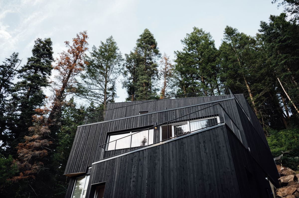 Tree Haus