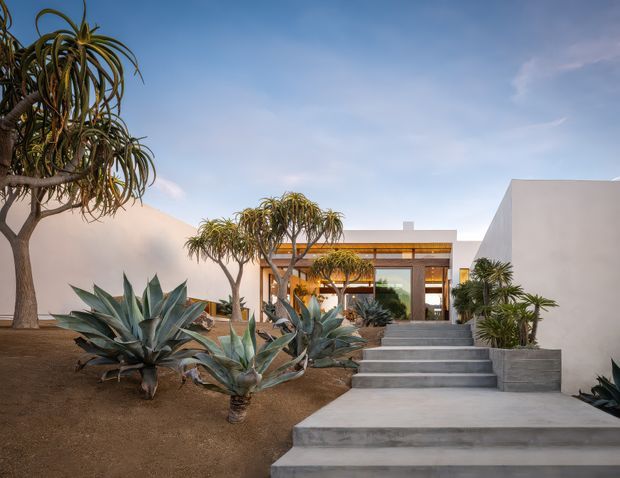 A minimalist single-storey residence viewed from the landscaped front approach. Broad concrete steps lead through a drought-tolerant garden of agave and sculptural aloe-like trees toward a recessed entry framed by warm timber-toned horizontal detailing and large glazed doors. White rendered walls and clean geometric volumes create a restrained contemporary facade under a clear sky.