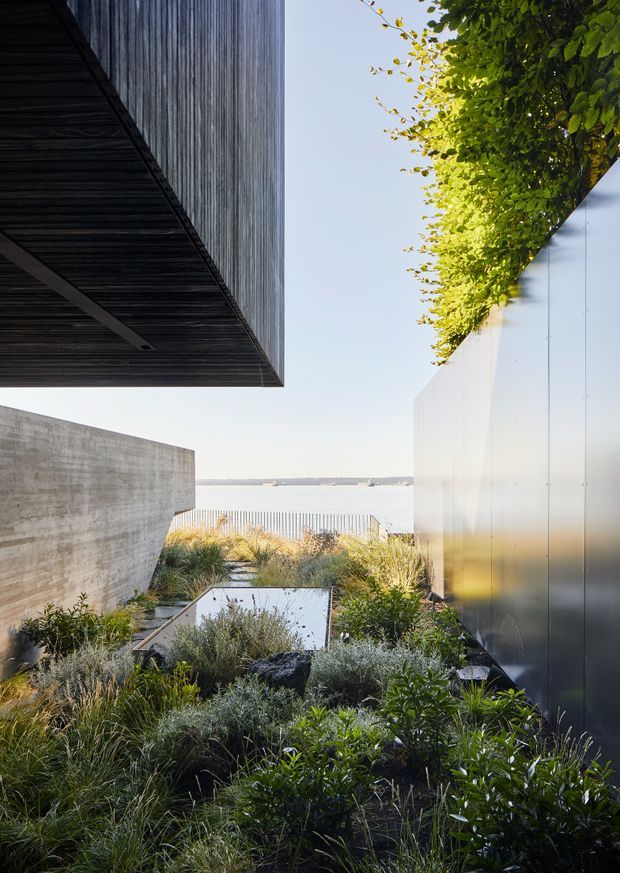 A landscaped coastal courtyard or garden passage between modern architectural volumes. The composition features a dark timber-clad projecting roof or upper structure at left, a raw concrete wall, and a smooth pale metal-clad wall at right topped with dense greenery. Native-style grasses and layered planting surround a reflective rectangular water feature or skylight, with a calm body of water visible beyond the garden.