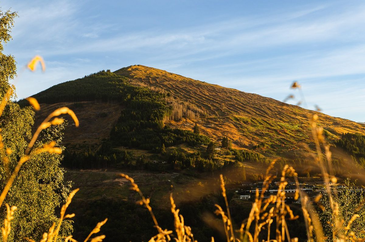 Treespace - Wakatipu