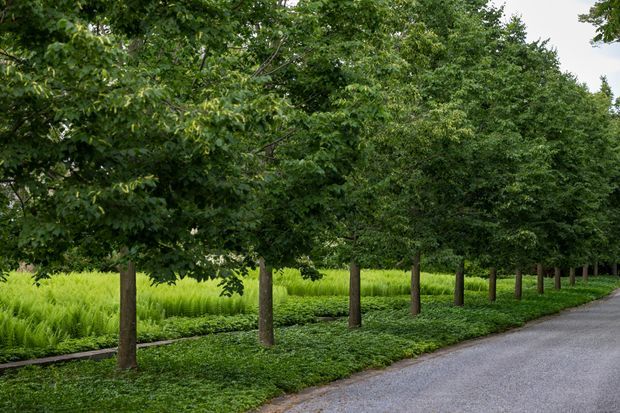 A landscaped tree-lined driveway or pathway bordered by evenly spaced mature deciduous trees, dense low groundcover, and ornamental grasses. The scene has a lush, formal garden character with a gravel or paved grey access surface curving along the right side. No building is visible.