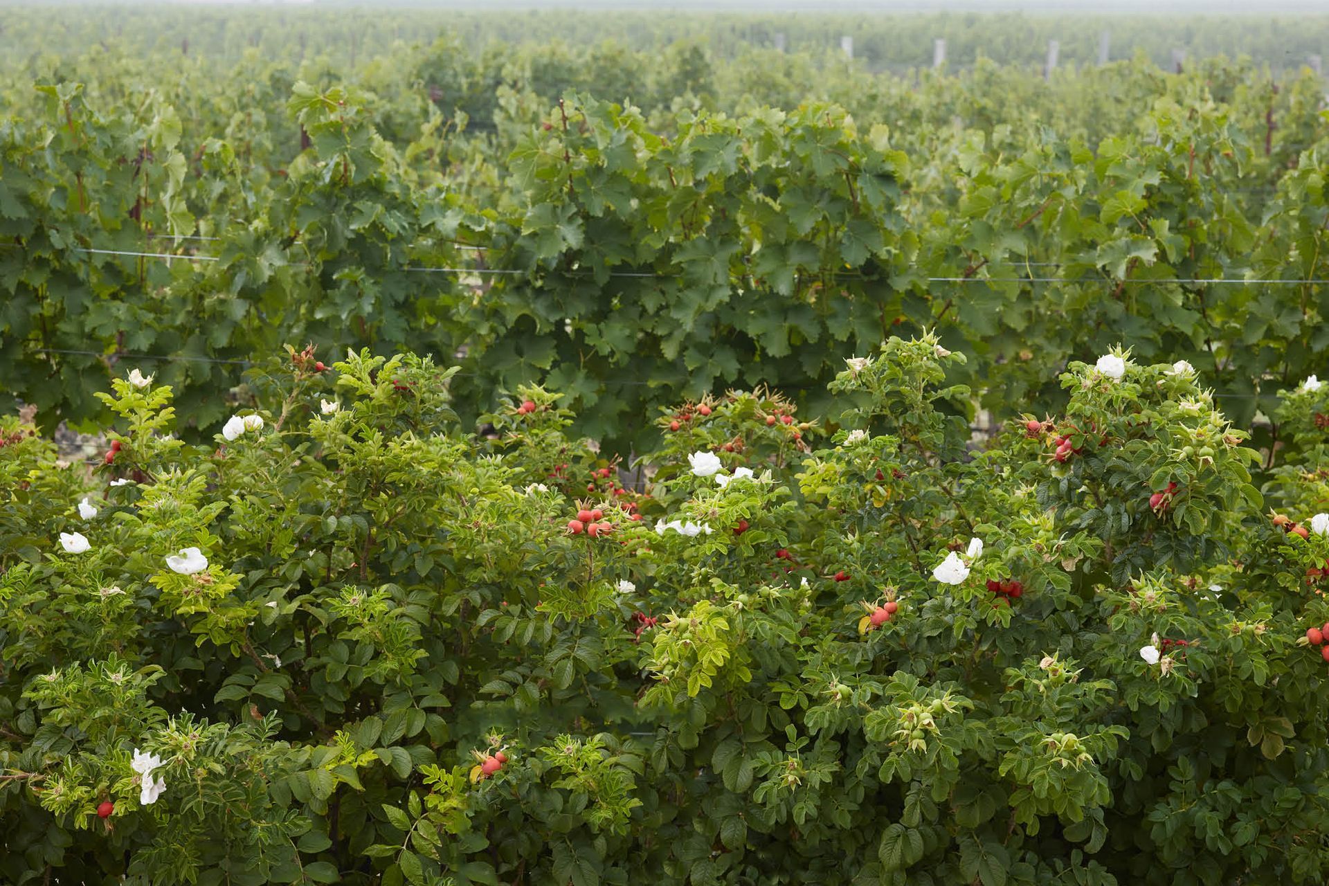 AlphaOmegaWinery3-Copy.jpg