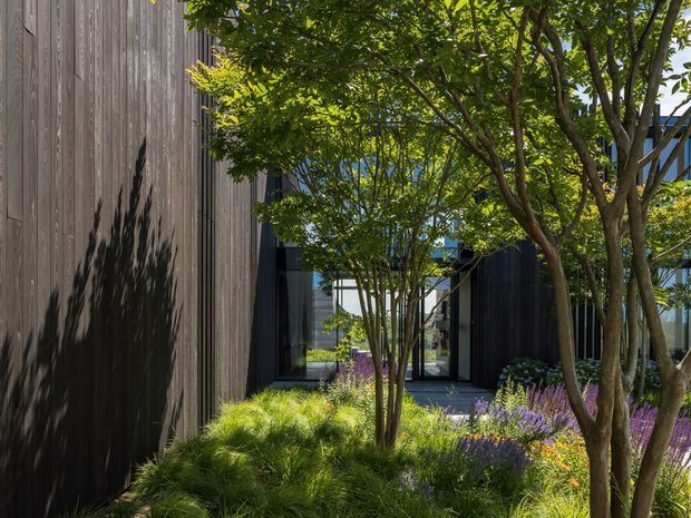 A landscaped courtyard or garden passage beside a contemporary building, with dark vertical timber-clad walls, extensive glazing, mature multi-trunk trees, ornamental grasses, and purple flowering plants. The scene is softly shaded and lush, creating a private, calm outdoor approach.