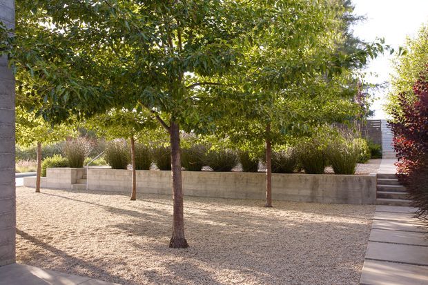 A landscaped courtyard or garden area with mature leafy trees planted in a pale gravel surface. Low rendered or concrete retaining walls form raised planting beds filled with ornamental grasses and shrubs. A narrow paved walkway with steps runs along the right side, while a portion of a building wall is visible at the left edge. The scene is sunny, orderly, and minimalist in its hardscaping and planting.