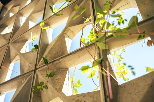 Close-up architectural view of a rugged concrete screen or structural facade composed of intersecting beams and triangular openings. Sunlight and blue sky pass through the openings, while climbing vines weave across the concrete, creating a strong geometric, organic contrast. No interior room is clearly visible.