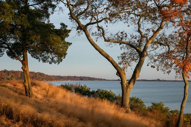 A tranquil natural landscape viewed from a grassy, tree-covered shoreline, with tall dry golden grasses and mature trees framing a calm body of water. The distant wooded shoreline and warm late-season light create a serene outdoor setting. No building or architectural features are visible.