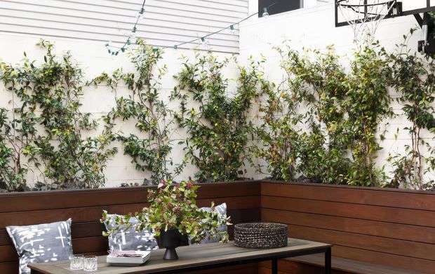 A compact outdoor courtyard or terrace lounge with built-in dark timber bench seating arranged along white horizontal-clad walls. Climbing greenery lines the perimeter, while a low outdoor coffee table, cushions, tableware, string lights, and a visible basketball hoop create a casual recreational setting.
