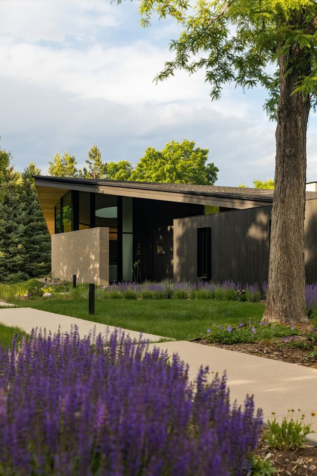 A modern single-storey house viewed from the landscaped front yard. The building has a low sloping roof with broad eaves, dark vertical cladding, extensive black-framed glazing, and a warm timber-lined soffit. A pale brick privacy wall marks the entry, while a curved concrete walkway passes through lawns and beds of purple flowering plants. Mature trees frame the composition.