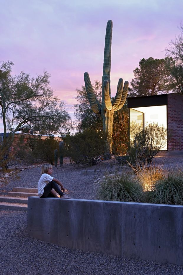 A dusk exterior view of a desert-style landscaped courtyard or garden beside a modern single-storey building. A tall illuminated saguaro cactus is the dominant feature, surrounded by gravel, native grasses, desert shrubs and trees. The building has a dark-framed glazed opening, exposed reddish brickwork, and a simple rectilinear form. A concrete retaining planter wall and stepped gravel path occupy the foreground.