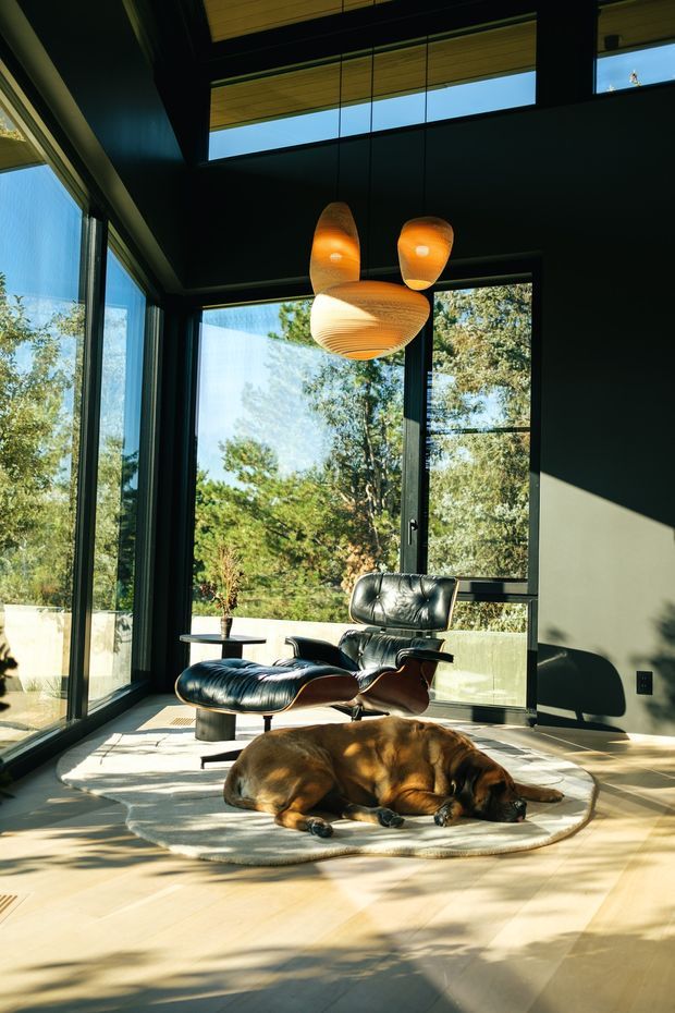 A sunlit contemporary living room with full-height glazing overlooking trees, dark-framed windows, a high ceiling with clerestory glazing, and a sculptural woven pendant light. A black leather lounge chair and ottoman sit on a round rug beside a sleeping dog, with warm timber ceiling and flooring creating a relaxed, nature-connected atmosphere.