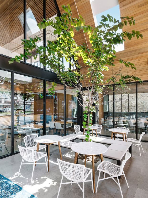 Bright contemporary café or hospitality interior with a high glazed atrium, full-height black-framed windows, warm timber slatted ceiling, polished light-grey tiled floor, and a mature indoor tree surrounded by white outdoor-style woven chairs, round tables, and upholstered bench seating. The space opens visually to adjacent dining areas and is filled with natural light.