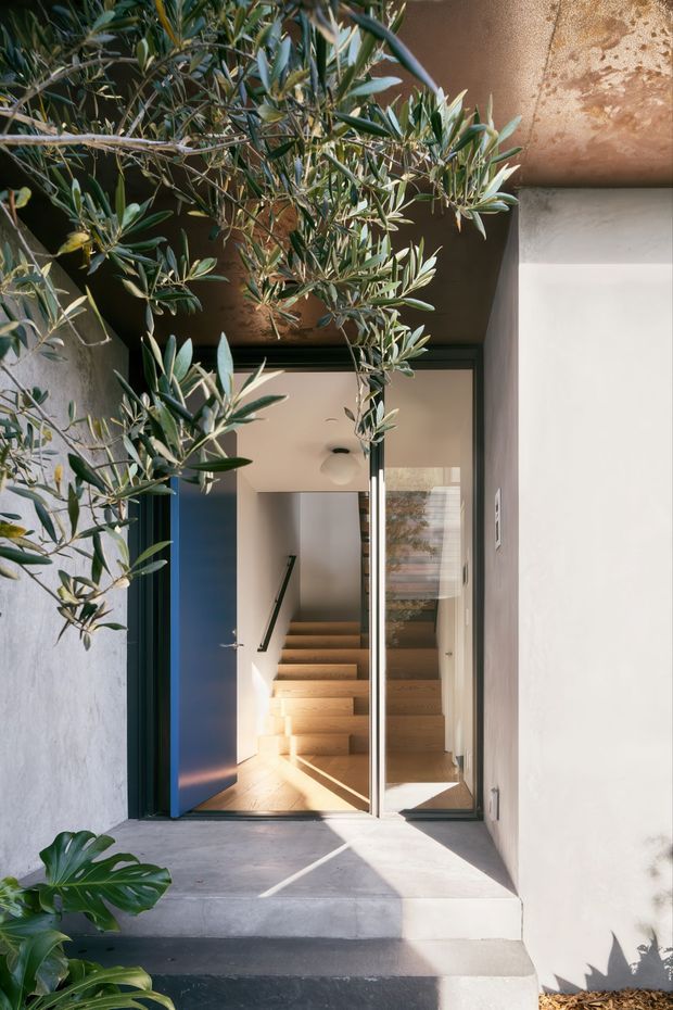 A sunlit residential entry courtyard with a glazed front door and adjacent blue-painted door opening into a stair hall. Warm timber stairs, pale plaster walls, exposed concrete steps, and lush olive and tropical foliage create a refined indoor-outdoor entrance.