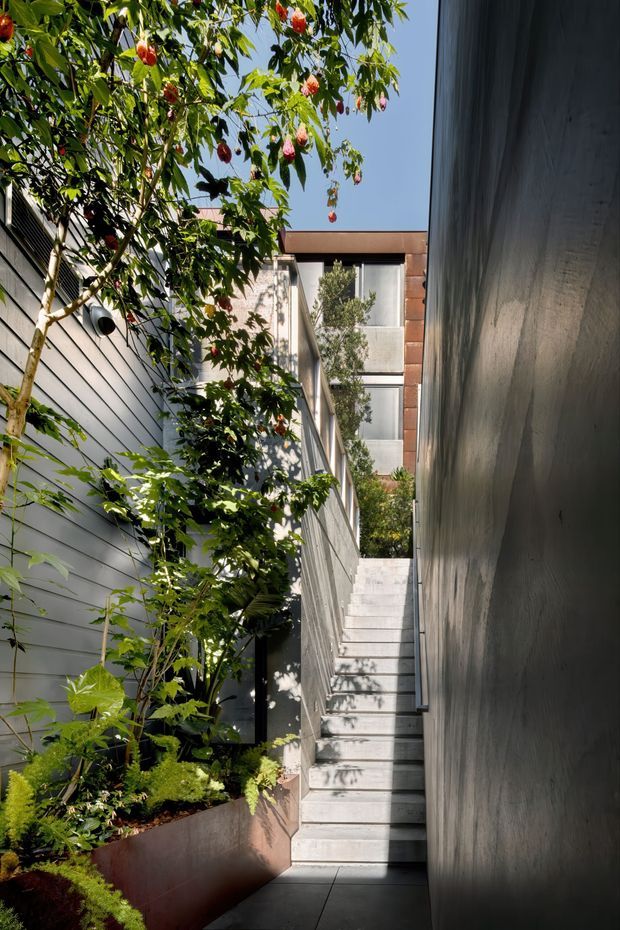 A narrow landscaped stairway passage between modern residential walls. Concrete steps rise toward a glazed upper-level building, with dense planted beds and a fruiting tree along the left side. The scene combines dark smooth wall surfaces, horizontal cladding, concrete paving and strong sunlight in a compact urban courtyard-like setting.