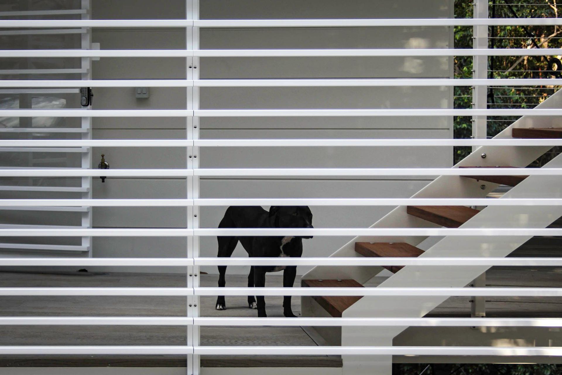 105 Residence - Entry. Dog by the timber stair behind white slats.