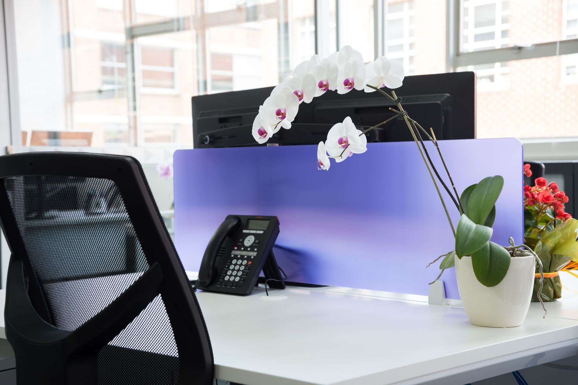 Surry Hills Office